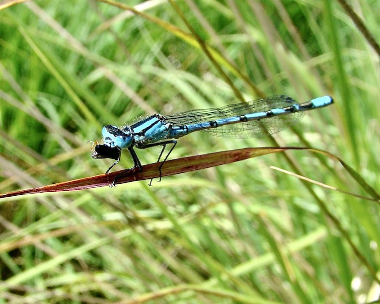 common blue damselfly